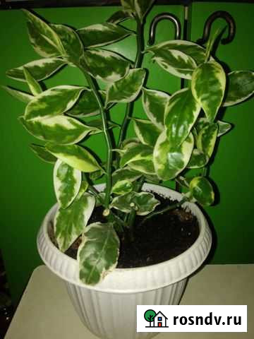 Цветок Йошкар-Ола - изображение 1