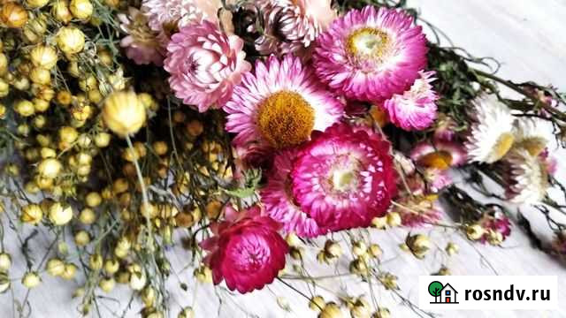 Сухоцветы. Лён. Гелихризум Калининград - изображение 1