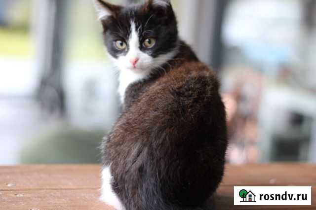 Молодые коты желают познакомиться Снегири - изображение 1