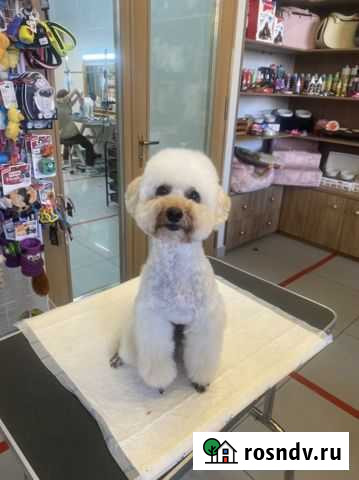 Опытный Пудель вязка Лесной - изображение 1