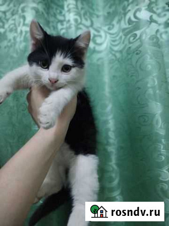 Котята в добрые руки бесплатно Махачкала - изображение 1