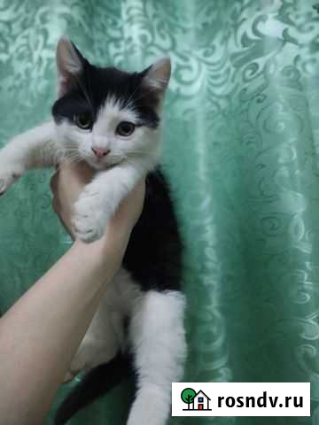 Котята в добрые руки бесплатно Махачкала - изображение 1