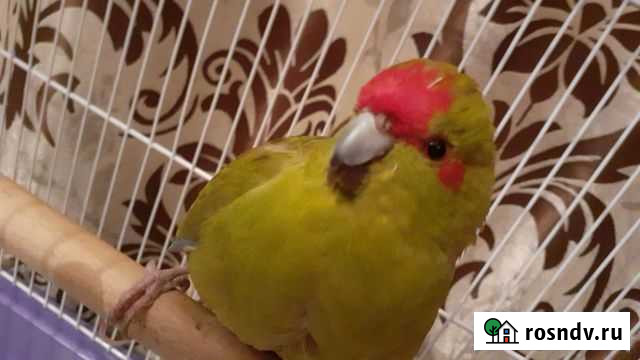 Попугай какарик Улан-Удэ - изображение 1