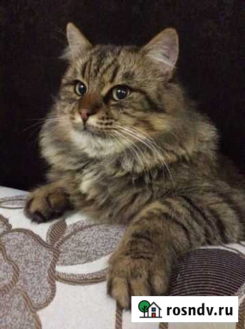 Красавчик) Гвардейское - изображение 1