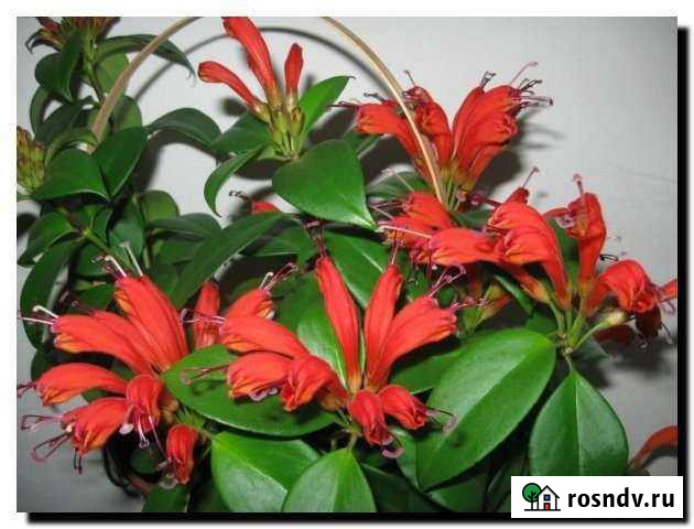 Эсхинантус Кинешма - изображение 1