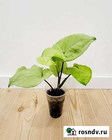 Сингониум Dang nuven Тверь - изображение 1