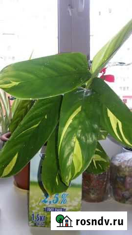 Калатея Лубберса Череповец - изображение 1