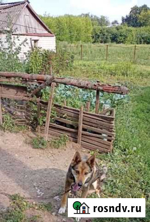 Собака в добрые руки Захарово - изображение 1
