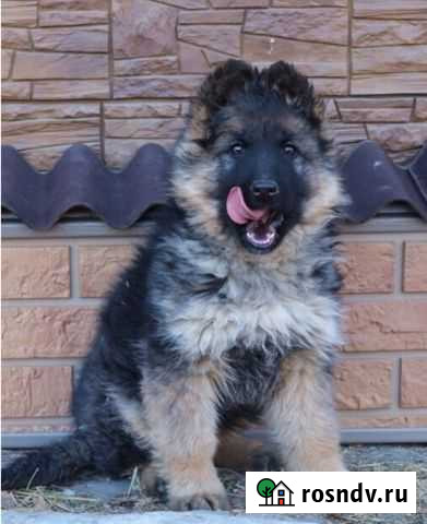 Щенки немецкой овчарки в Чите с доставкой Чита - изображение 1