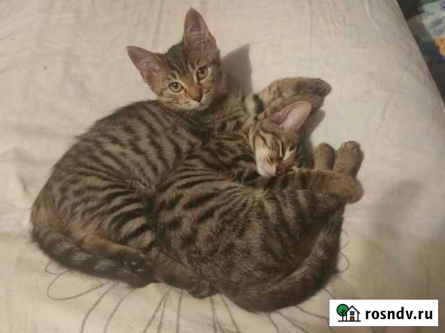 Котята в добрые руки Комсомольск-на-Амуре - изображение 1