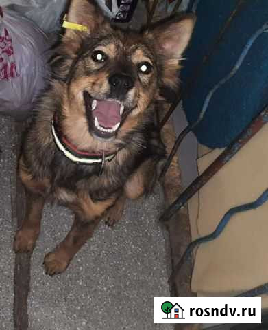 Собака Белогорск - изображение 1
