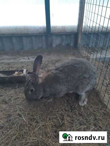 Кролики мясных пород Екатеринбург - изображение 1