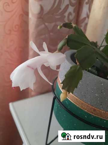 Декабрист шлюмбергера Серпухов - изображение 1