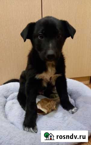 Щенок мальчик Владимир - изображение 1
