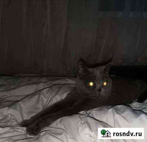 Британская кошка Советск