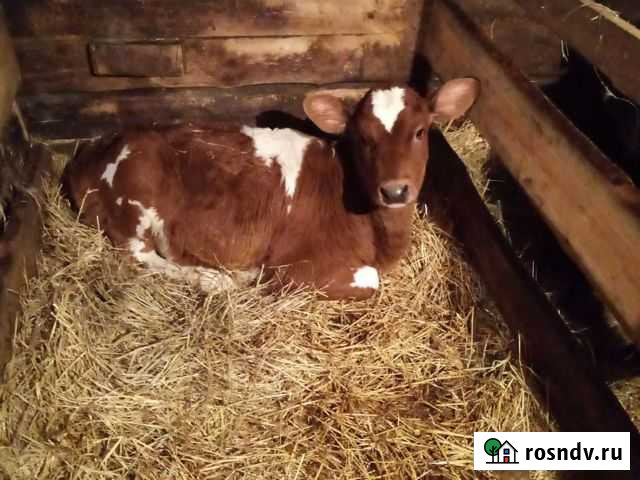 Тёлочка месяца Марьяновка - изображение 1