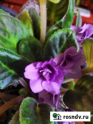 Фиалка Тверь - изображение 1