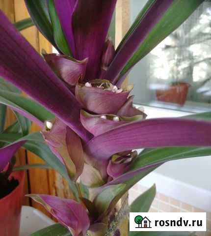 Рео Алдан - изображение 1