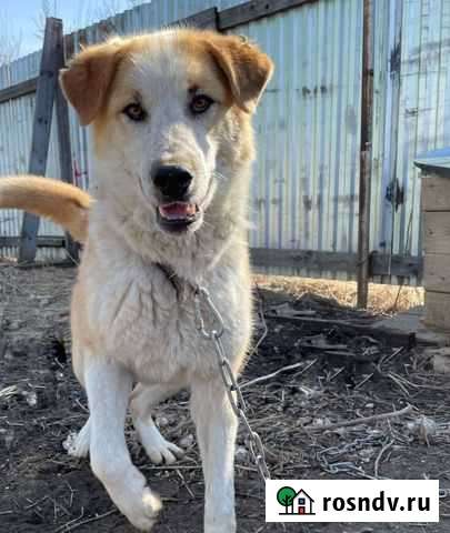 Арчи Переяславка - изображение 1