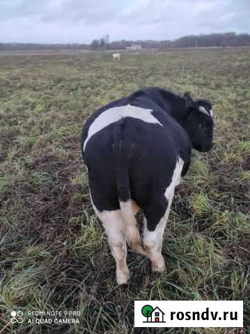 Бычок домашний Ладушкин - изображение 1