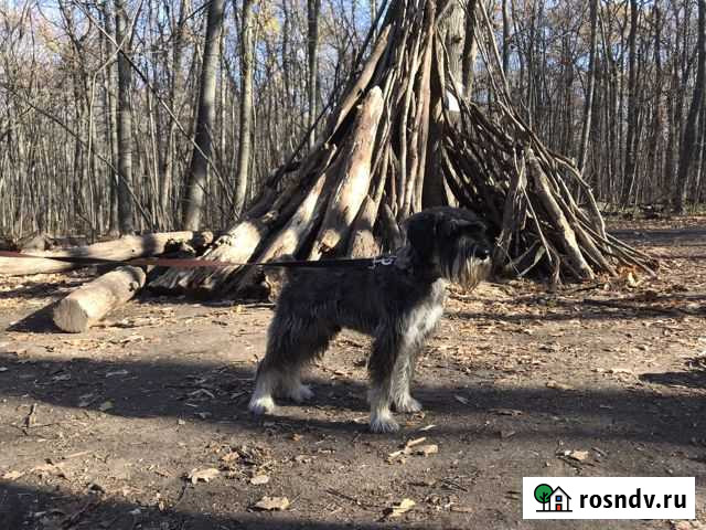 Вязка Миттельшнауцер Воронеж - изображение 1