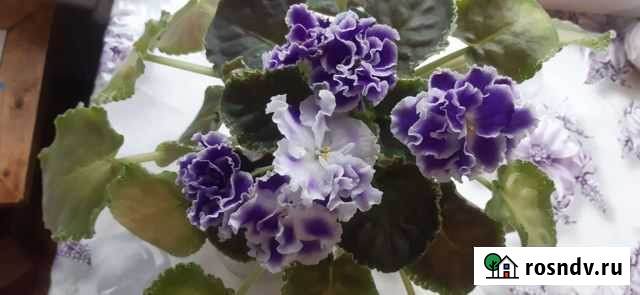 Фиалки детки и укорененные черенки Оренбург - изображение 1