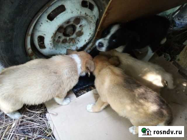 Щенок в добрые руки бесплатно Тамбов - изображение 1