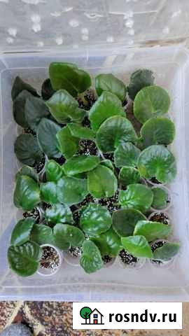 Укоренённые черенки сортовых Сенполий Пермь - изображение 1