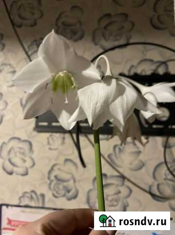 Эухарис амазонская лилия Новокузнецк - изображение 1