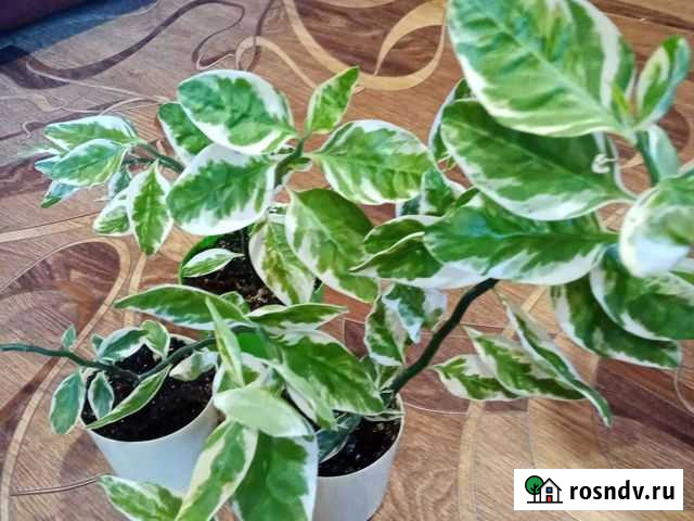 Педилантус, комнатное растение Белово - изображение 1