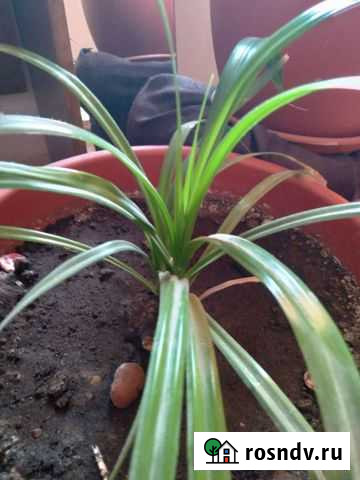 Панданус,герань,кактусы Сорочинск - изображение 1