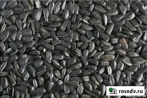 Подсолнечник кондитеркский спк Армавир - изображение 1