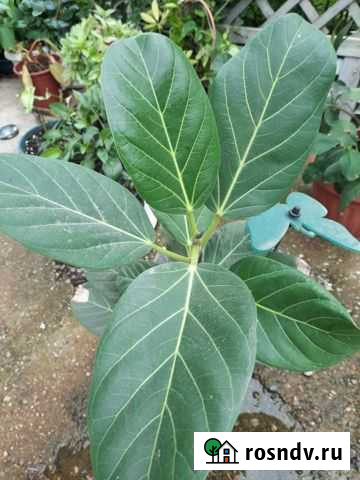 Сортовые фикусы Краснодар - изображение 1