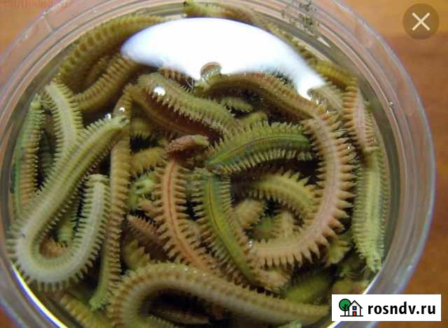 Морские черви для рыбалки Туапсе - изображение 1