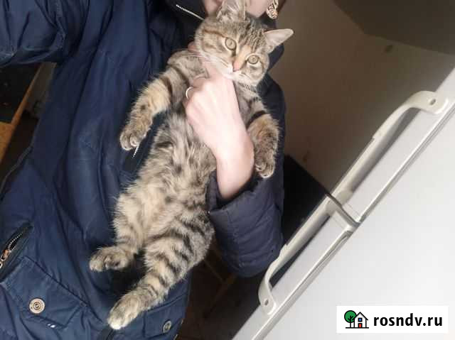 Фрося принесет любовь Севастополь - изображение 1