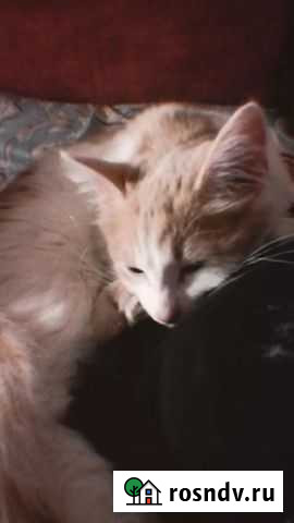 Кот Дубна - изображение 1