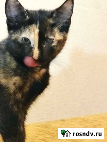 Кошки в добрые руки бесплатно Великие Луки - изображение 1