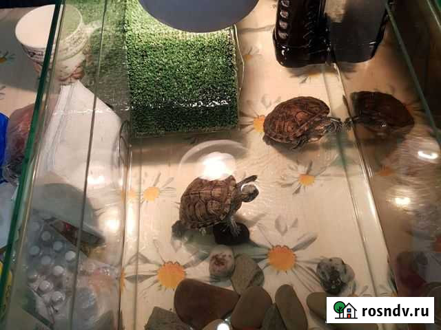 Красноухая черепаха бесплатно Таганрог - изображение 1