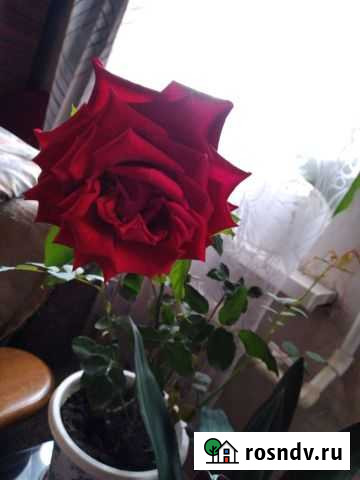 Роза Благовещенск - изображение 1