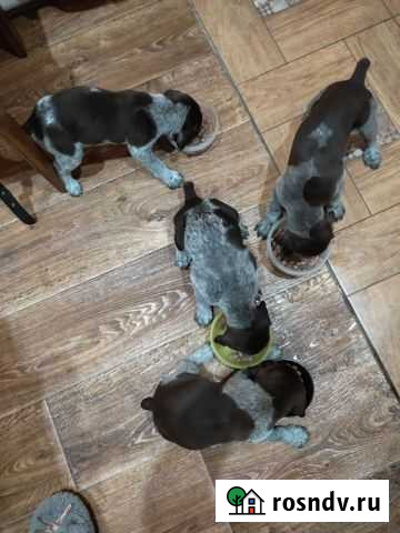 Собаки щенки Гусь-Хрустальный - изображение 1