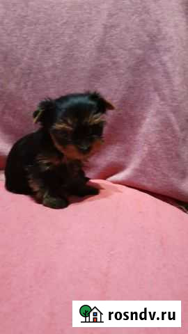 Йоркширский терьер Астрахань - изображение 1