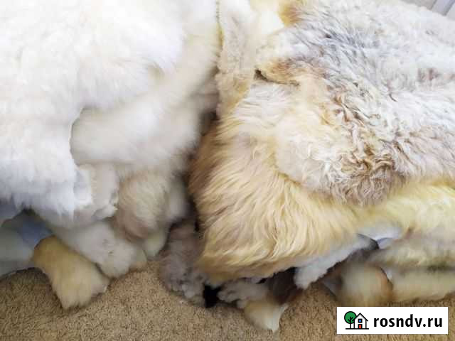 Овечья шкура Нальчик - изображение 1