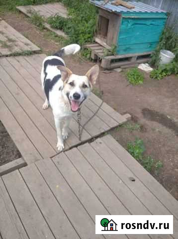 Отличный компанейский пёс Нижневартовск - изображение 1