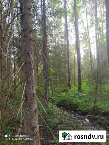 Продам лес на корню Осташков - изображение 1