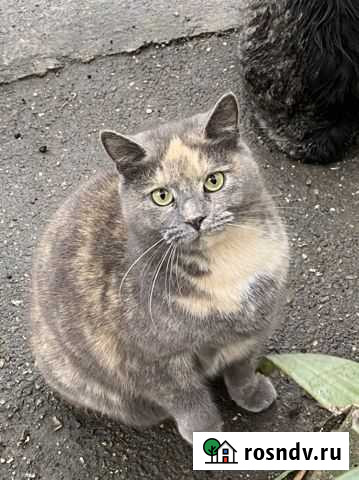 Кошечка стерилизованная в добрые руки Белореченск - изображение 1