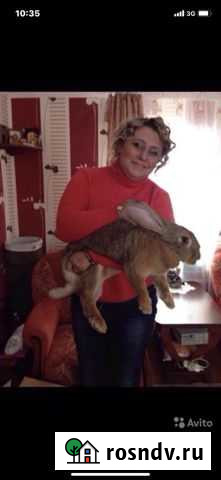 Бельгийский фландр на вязку Королев - изображение 1