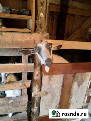 Коза дойная, козлята, козел Краснознаменск - изображение 1