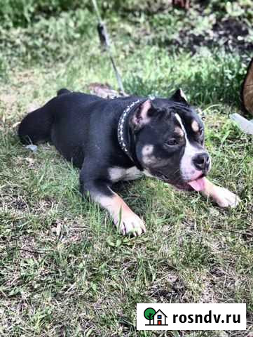 Американский булли покет вязка Балашов - изображение 1