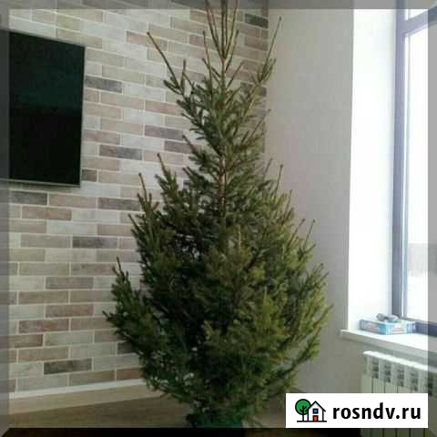 Живые елки Иркутск - изображение 1