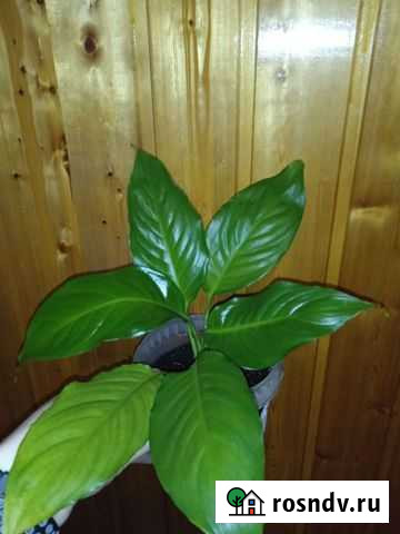 Спатифиллум (Женское счастье) Рыльск - изображение 1